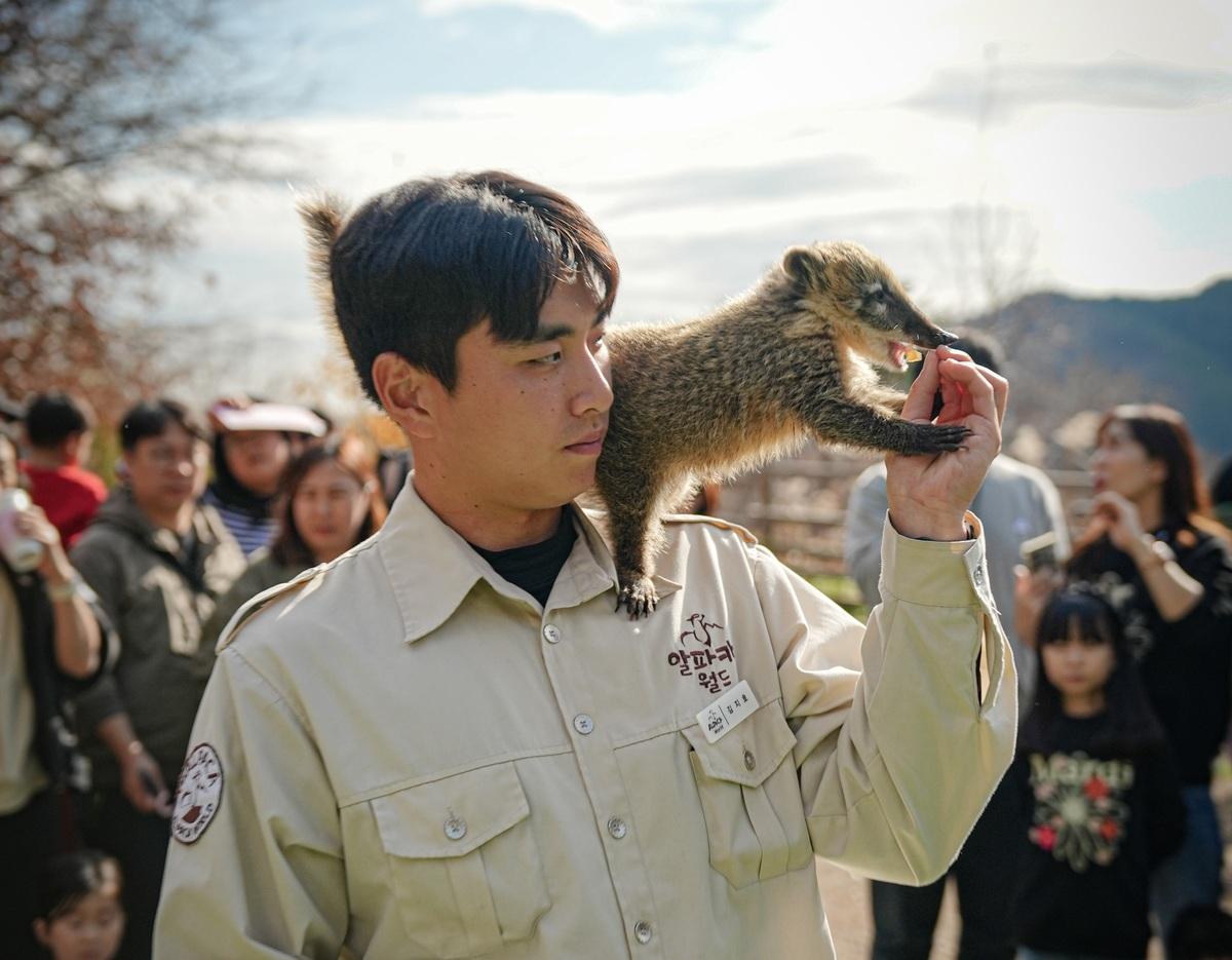 park staff in beige uniform with a raccoon dog perched on his shoulder feeding it a treat, visitors blurred behind