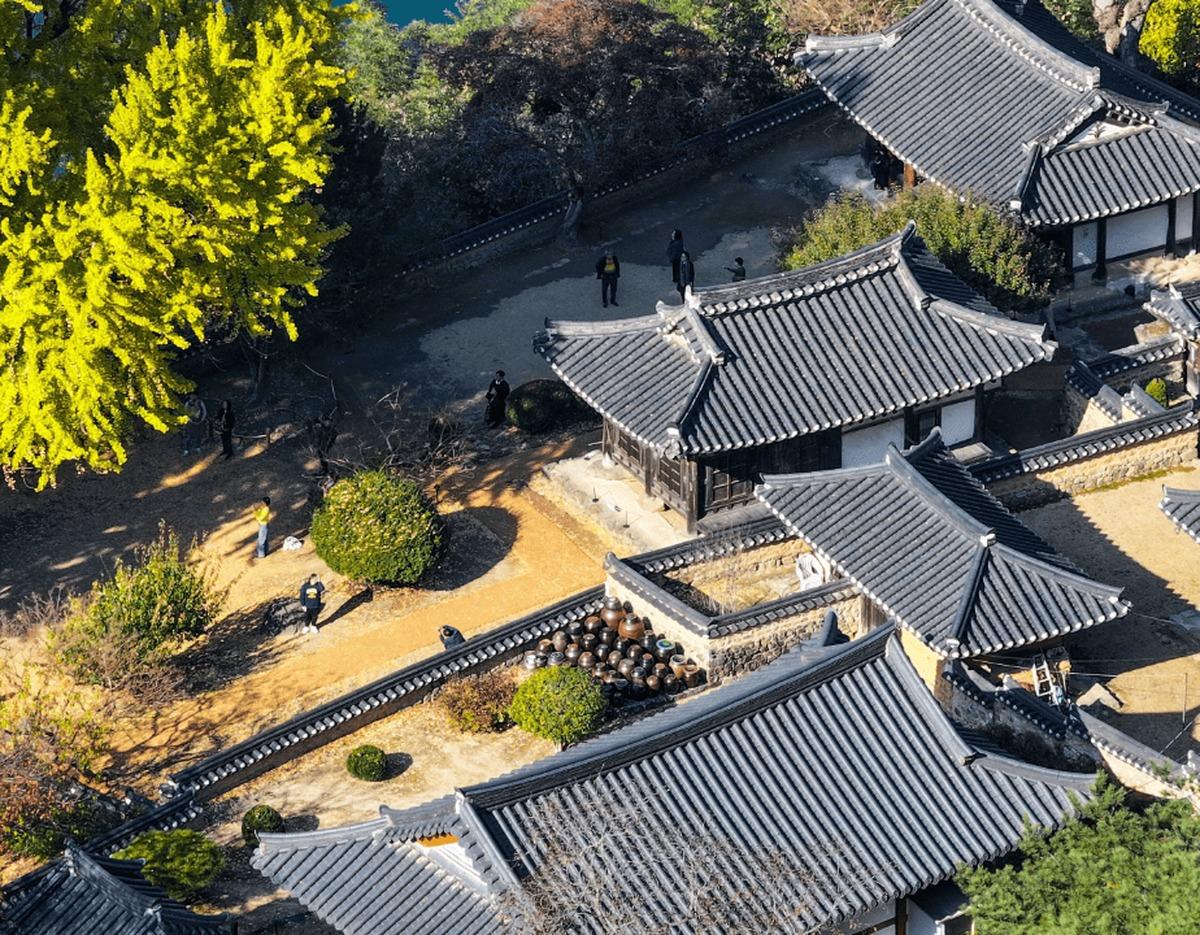 Aerial view of traditional Korean hanok buildings, courtyard earthenware jars, and bright ginkgo tree at Miryang festival area.