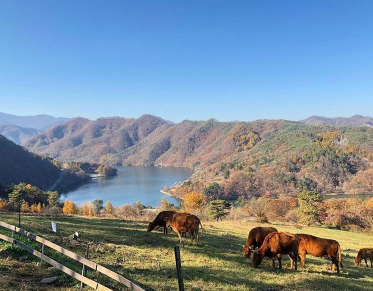 Grazing brown cows on a hillside pasture overlooking a lake and forested mountains near Chuncheon in autumn