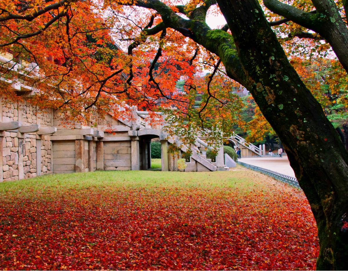 Gyeongju UNESCO site grounds with stone wall, autumn maple tree arching over a red leaf-strewn lawn and steps in background