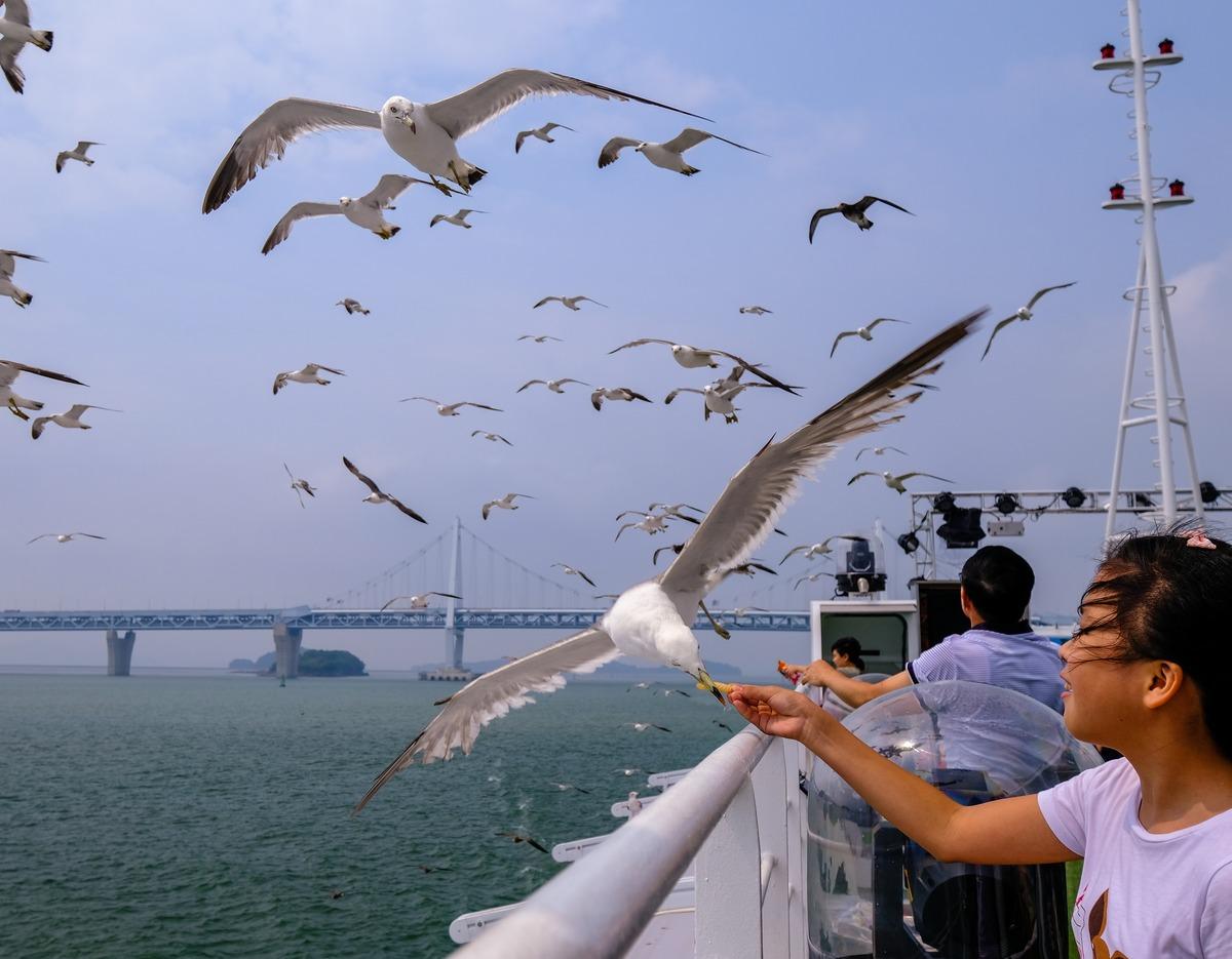 Girl on cruise ship offering food to a seagull soaring beside the railing with bridge and flock over the sea