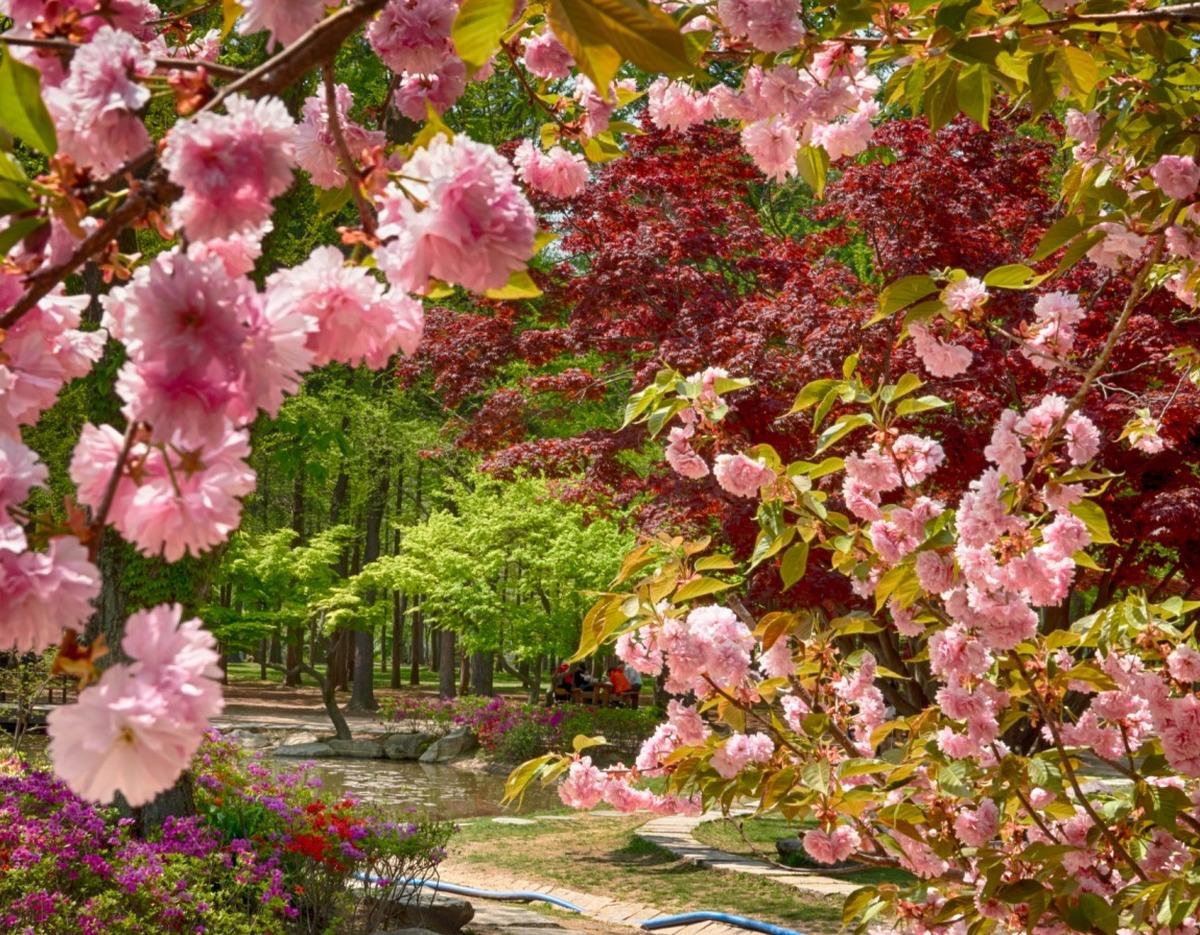 Nami Island spring scene with pink cherry blossoms framing a park pond, green trees, red foliage, and colorful shrubs