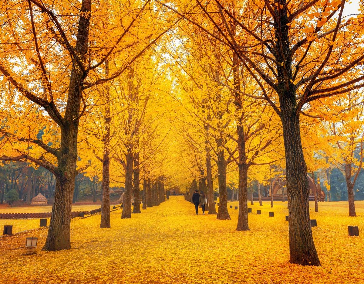 Nami Island metasequoia tree-lined path in autumn with golden leaves carpeting ground and two people walking ahead