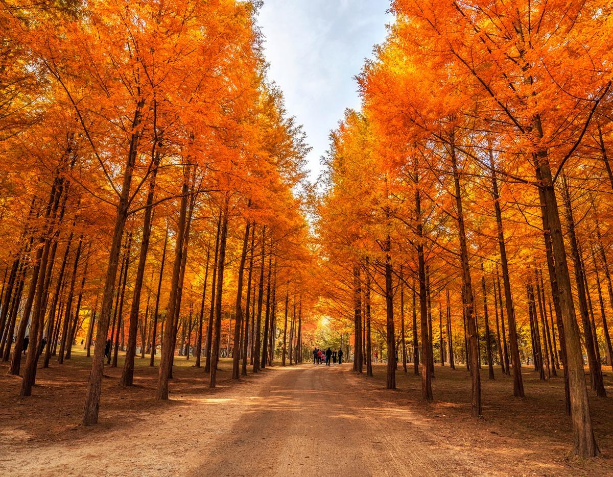 Nami Island tree-lined path in autumn with tall trees showing bright orange foliage and visitors in distance
