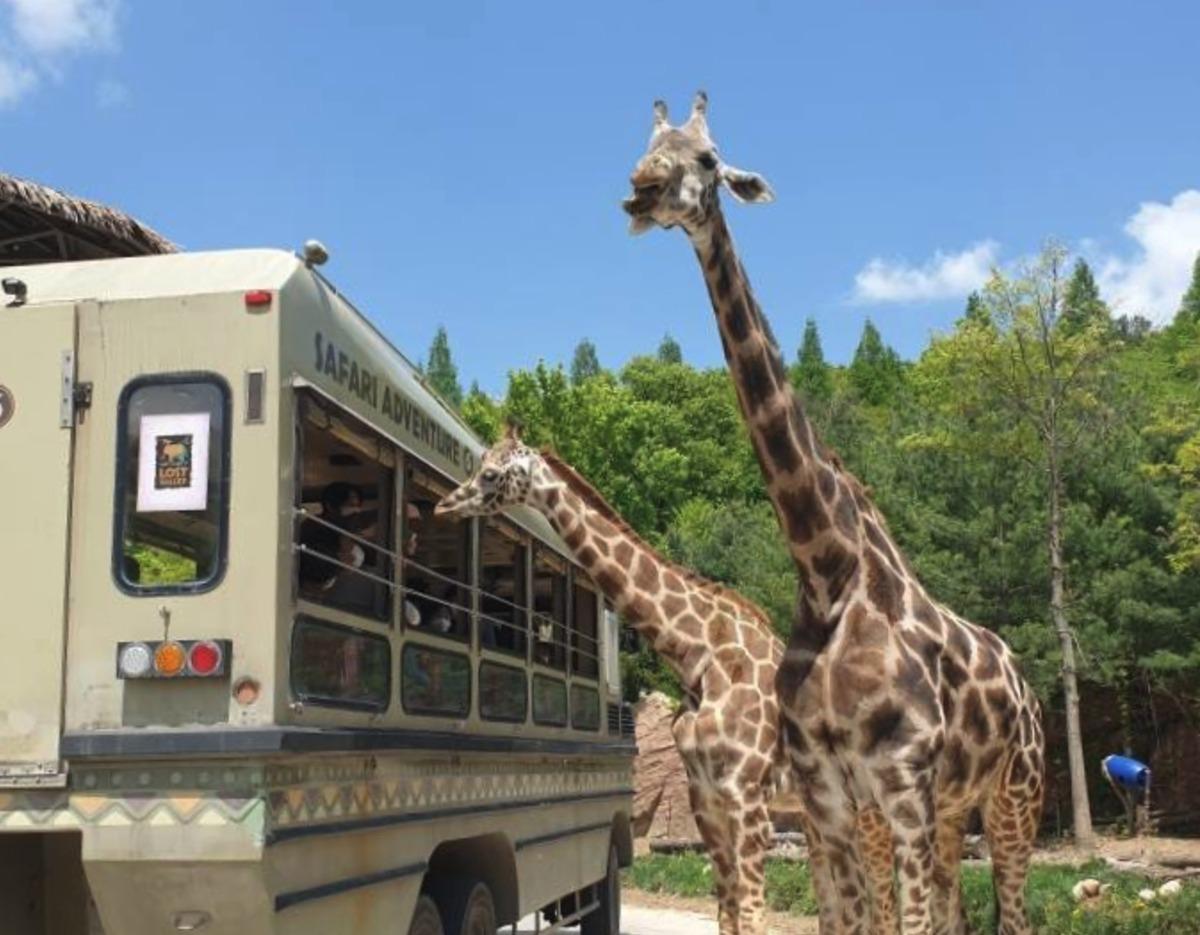 two giraffes leaning toward a safari tour bus window at Everland, tall trees and blue sky background