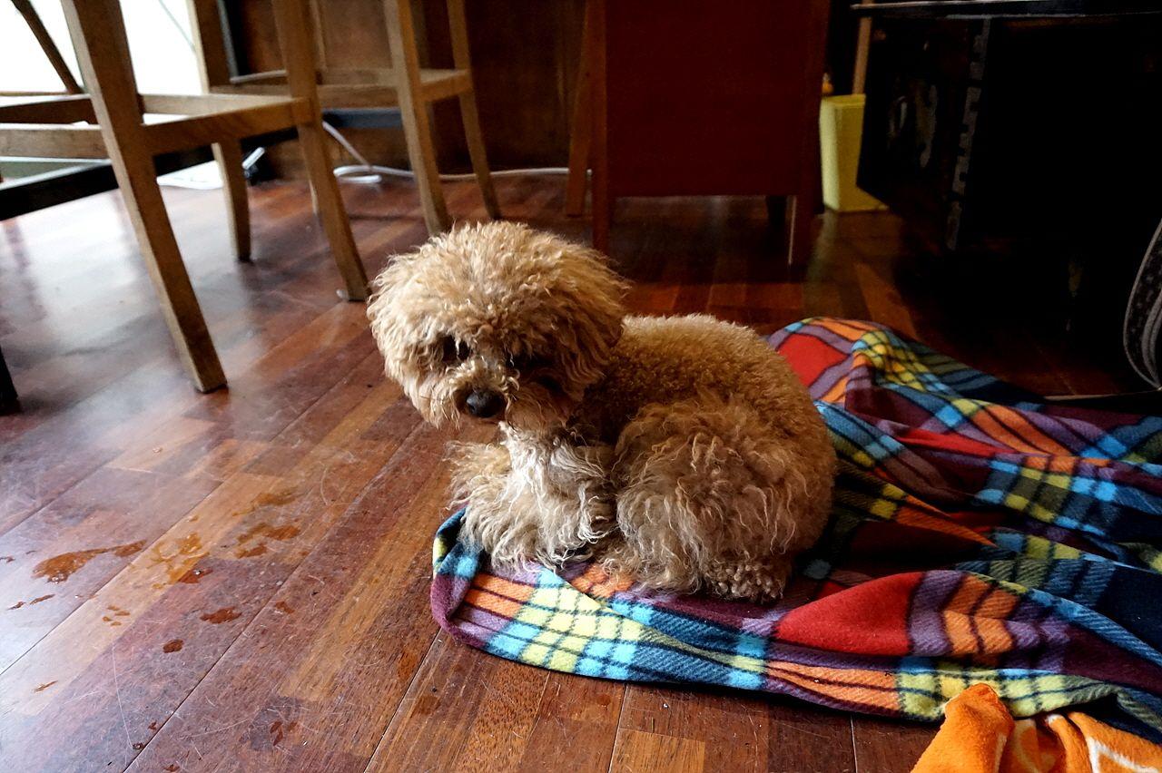 A dog sitting on a tartan chair inside a cozy café, with wooden flooring and water nearby. It is a carnivore breed known for being a fawn companion dog.