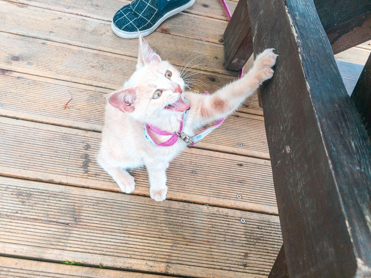 Café Tiffany image 7