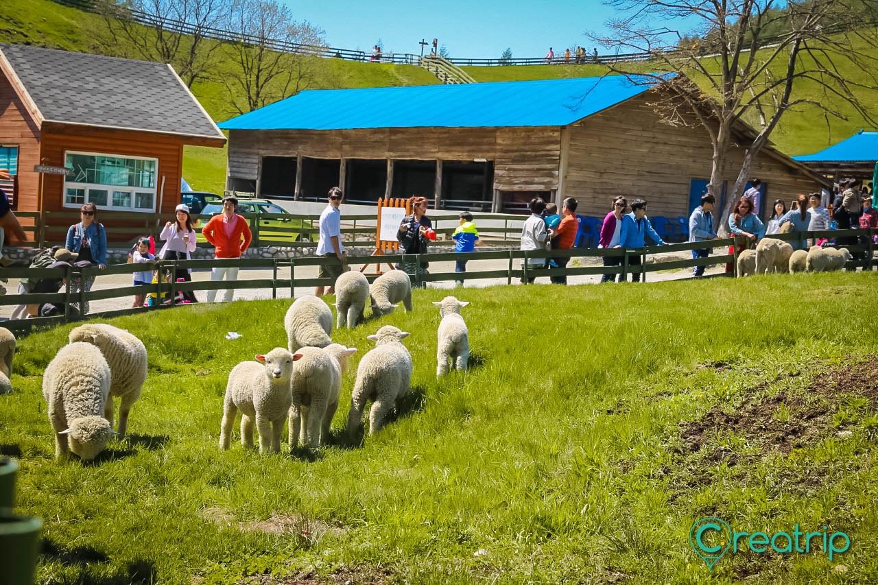 Daeguanlyung sheep green land image 1
