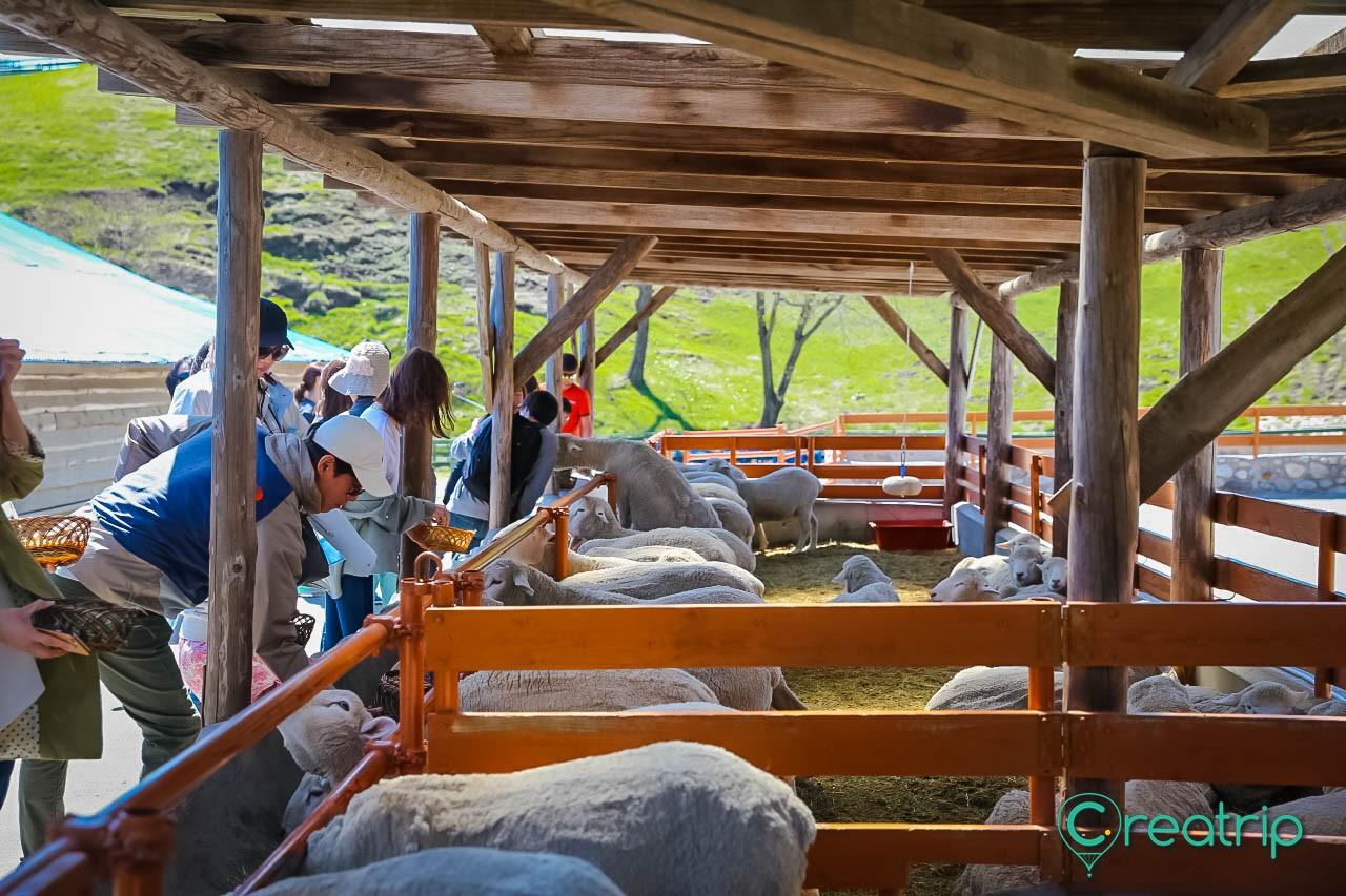 Daeguanlyung sheep green land image 2