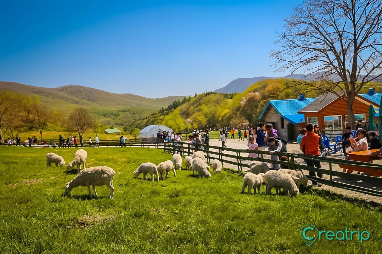 Daeguanlyung sheep green land image 3