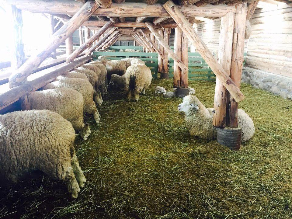 Daeguanlyung sheep green land image 5