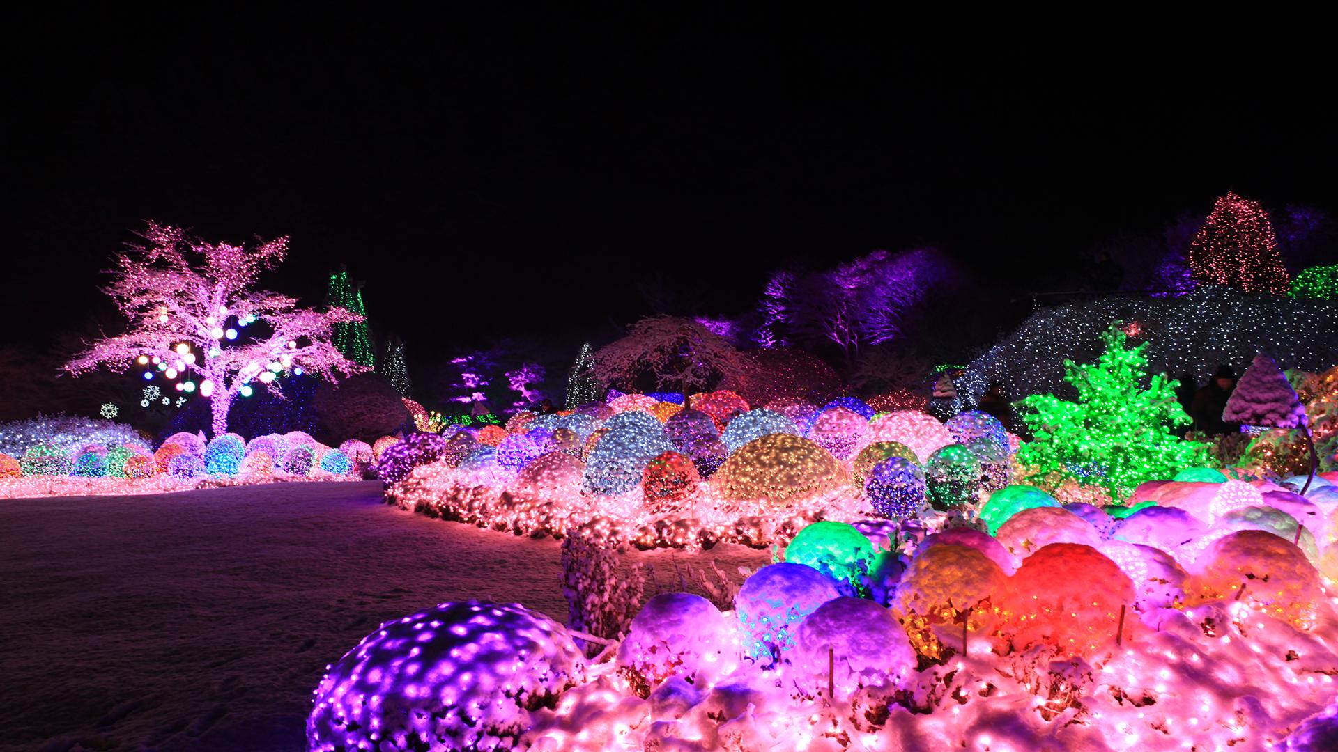 vibrant purple and magenta plants at Namiseom Island's tranquil arboretum during the annual light festival.