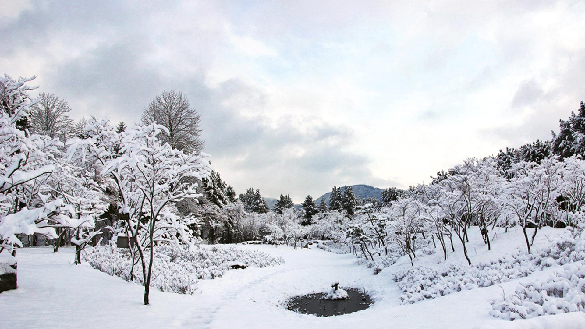 scenic winter landscape of Namiseom Island's tranquil morning garden with snowy trees and plants against cloudy sky.