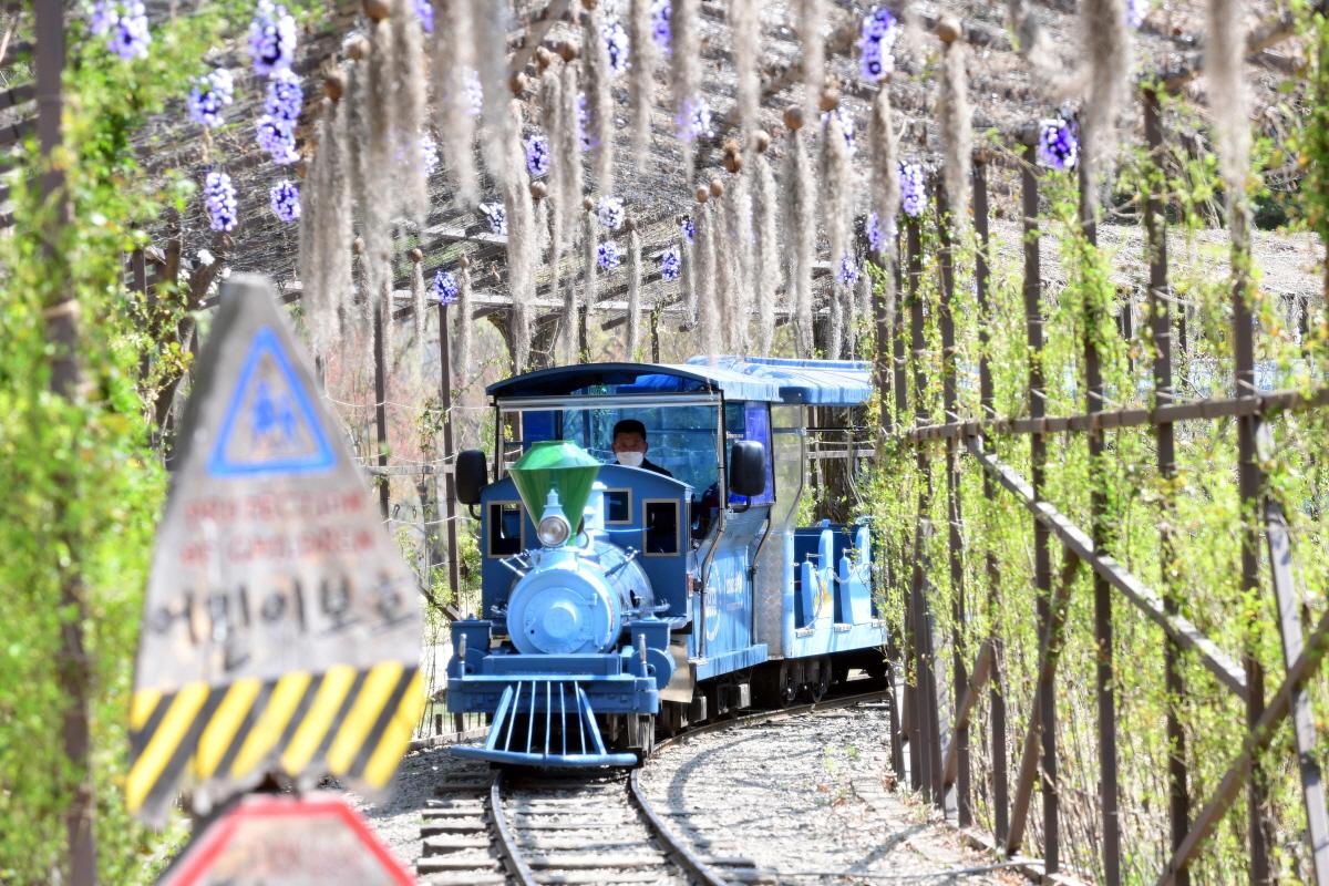 train passing through Namiseom Island's tranquil morning forest with lush plants and trees lining the track.