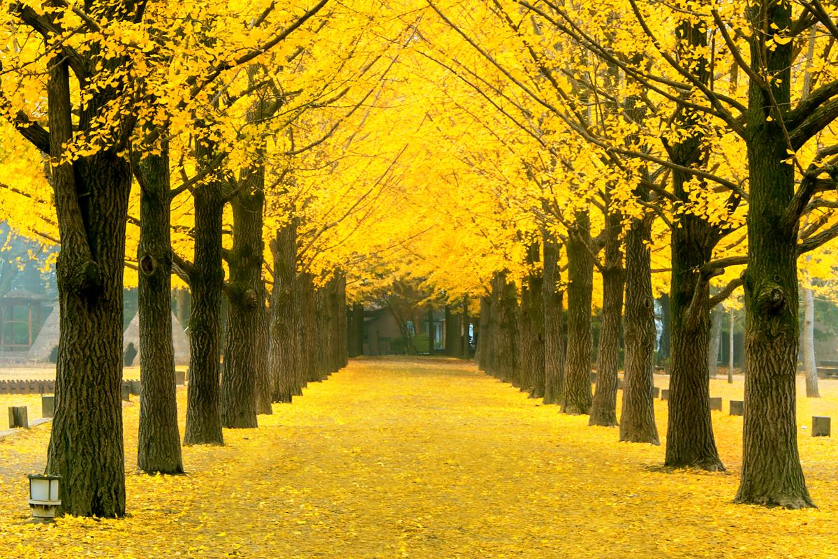 AlterText: Tree road