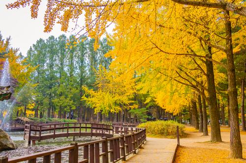 Nami Island Garden of Morning Calm Day Tour (Seoul Departure