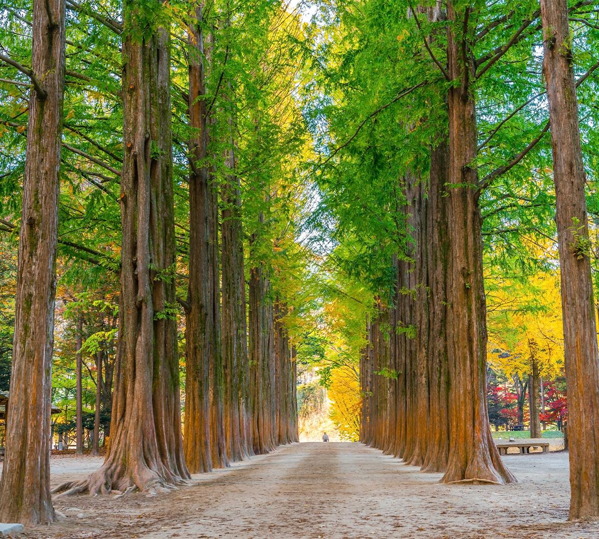 南怡島/晨靜樹木園/鐵道自行車一日遊（首爾出發）-image