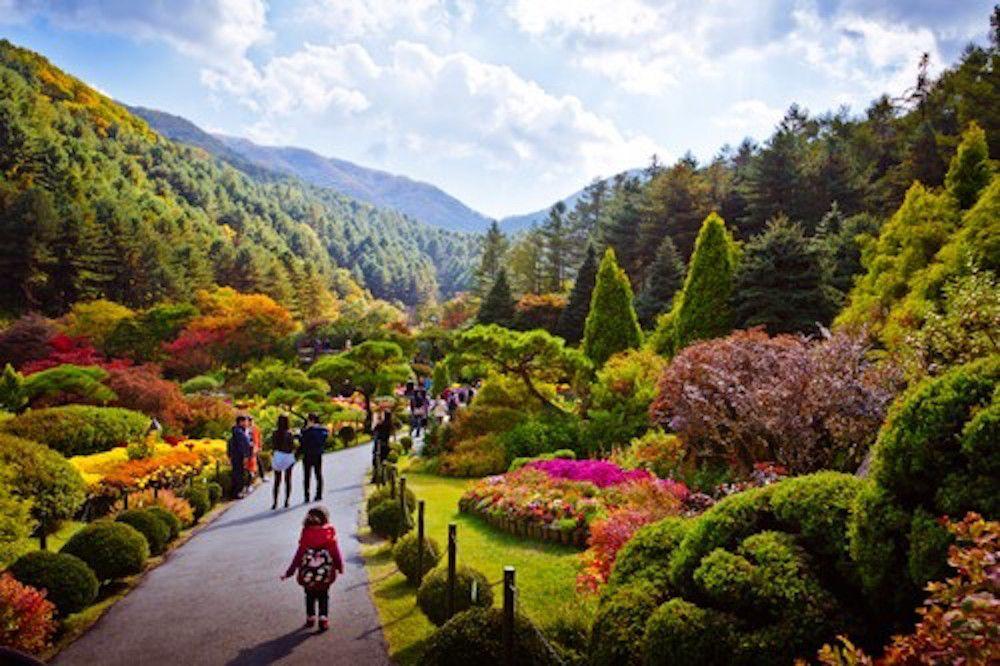 Nami Island + Gangchon Rail Park + Garden of Morning Calm Day Tour | Seoul Departure-image