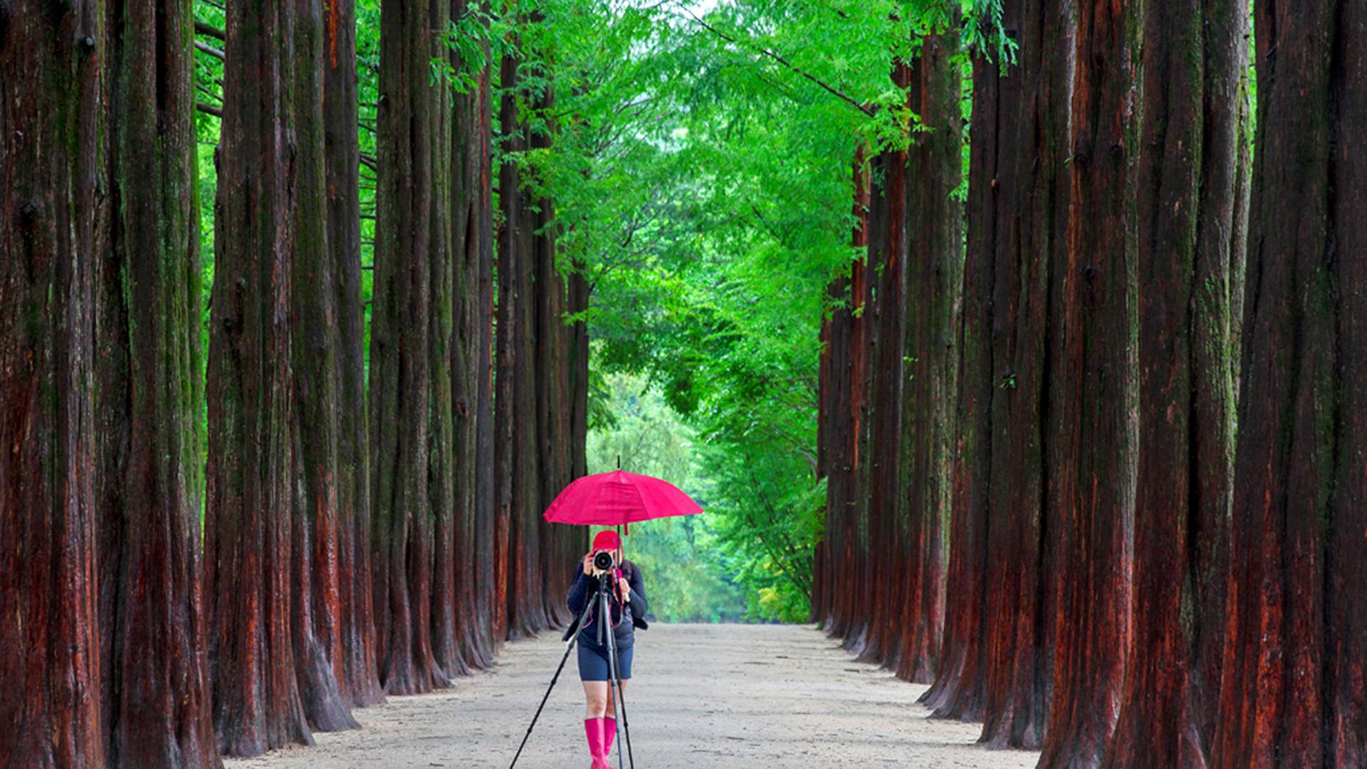 Nami Island + Rail Bike + Petite France + Italian Village Day Tour | Seoul Departure-image
