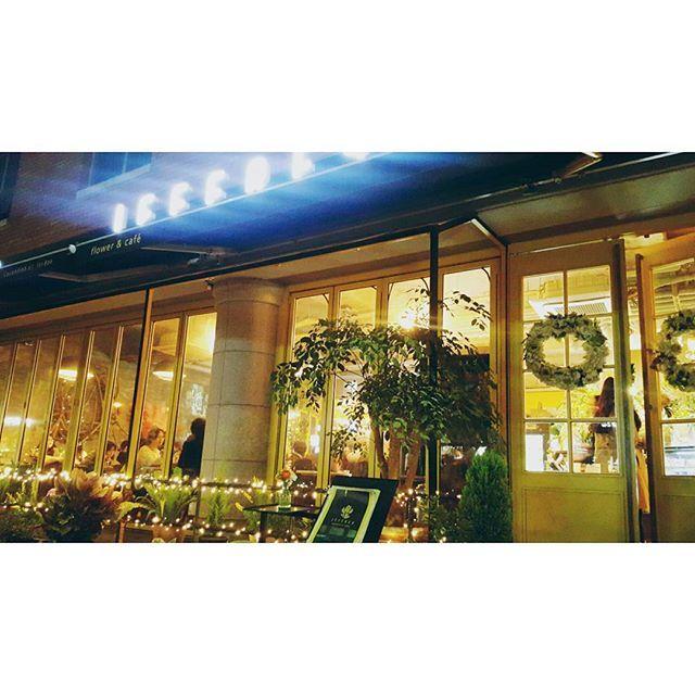 АЛОКАЗИЯ image 8