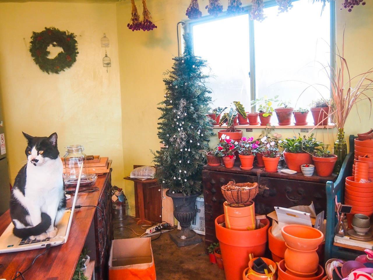 Songdang tree image 3