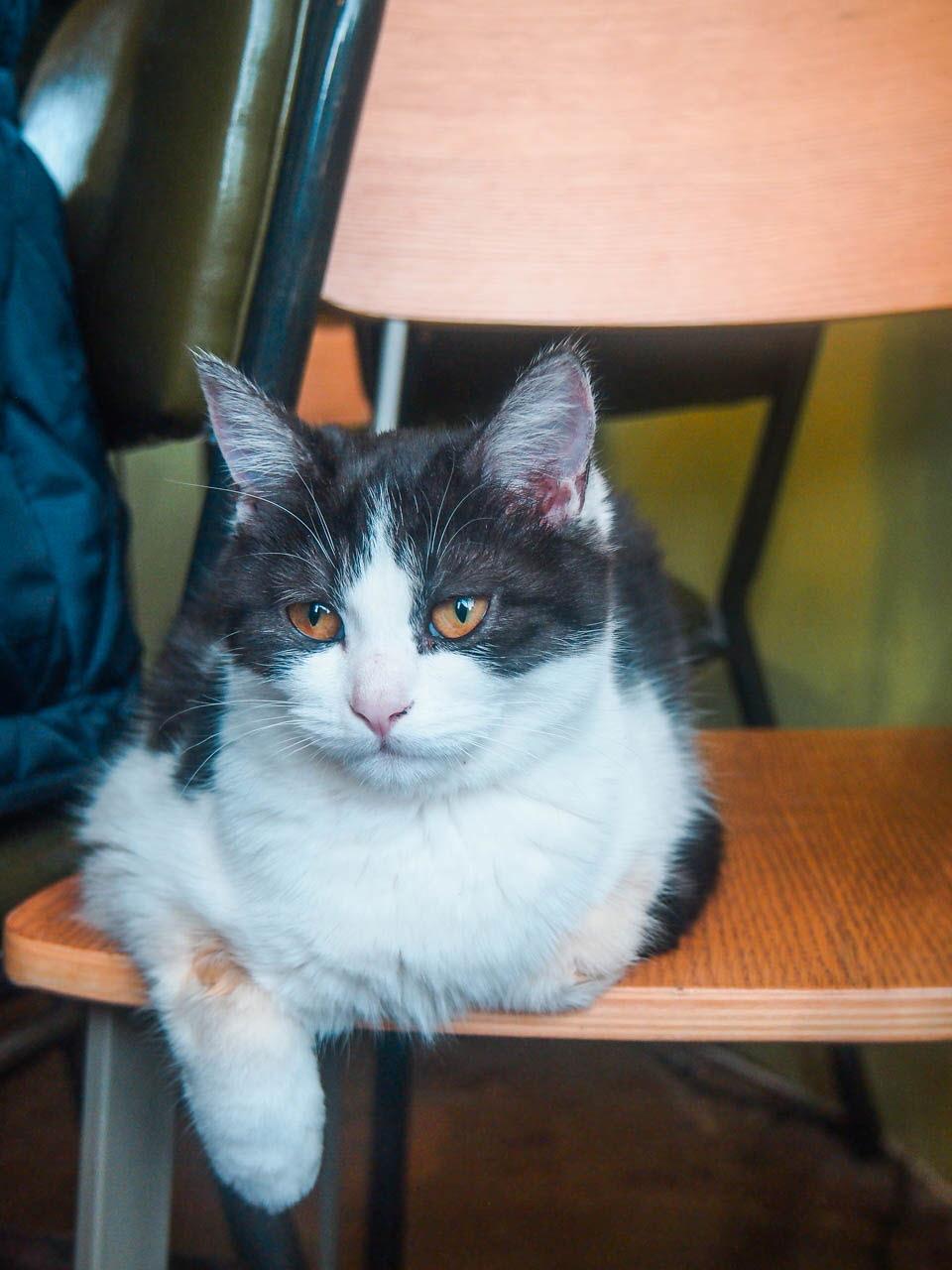 Songdang tree image 8