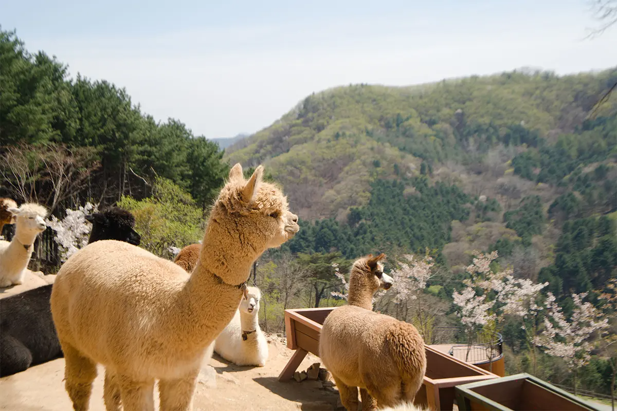 江原道景點 草泥馬樂園