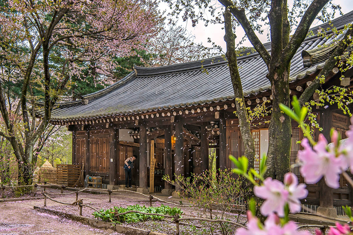 和談林一日遊 和談林一日團 和談林櫻花 和談林楓葉 南怡島 南怡島一日遊 江村鐵路單車 旅行團 預約 價錢 行程