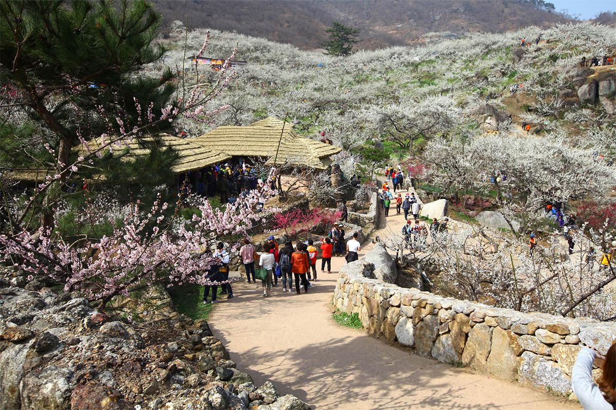 韓國一日遊 韓國一日團 韓國春天 春天旅行團 賞花旅行團 光陽梅花節 韓國梅花 梅花慶典