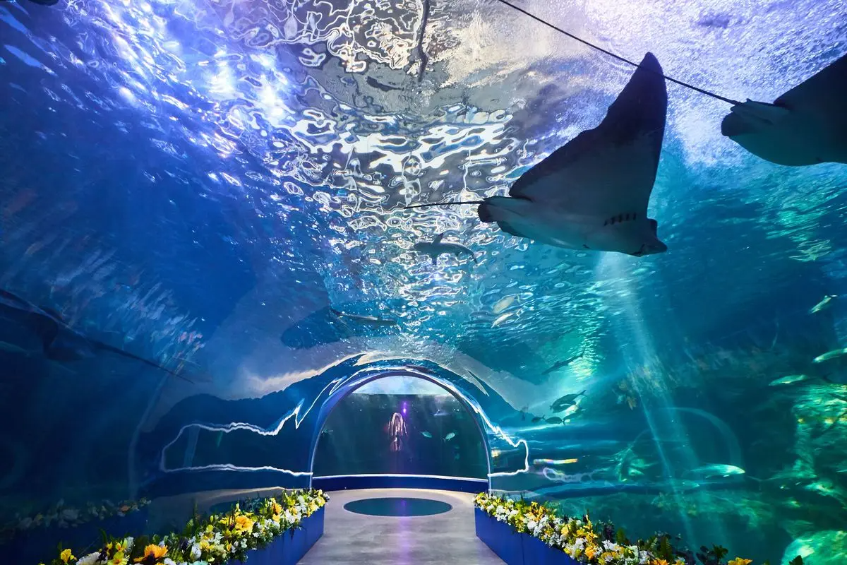 麗水海洋世界水族館 入場券