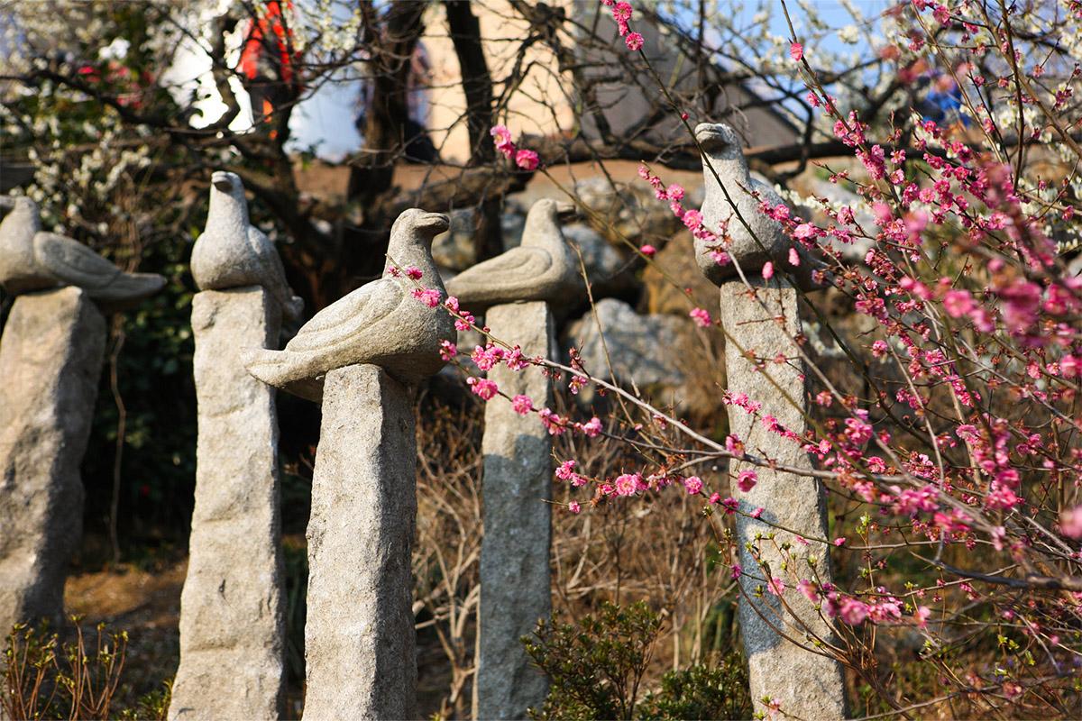 韓國一日遊 韓國一日團 韓國春天 春天旅行團 賞花旅行團 光陽梅花節 韓國梅花 梅花慶典