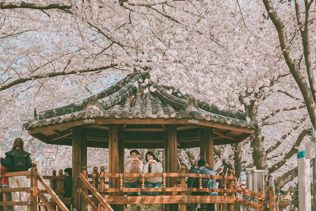 櫻花 韓國櫻花 櫻花一日遊 櫻花團 韓國櫻花景點 鎮海櫻花 鎮海軍港節
