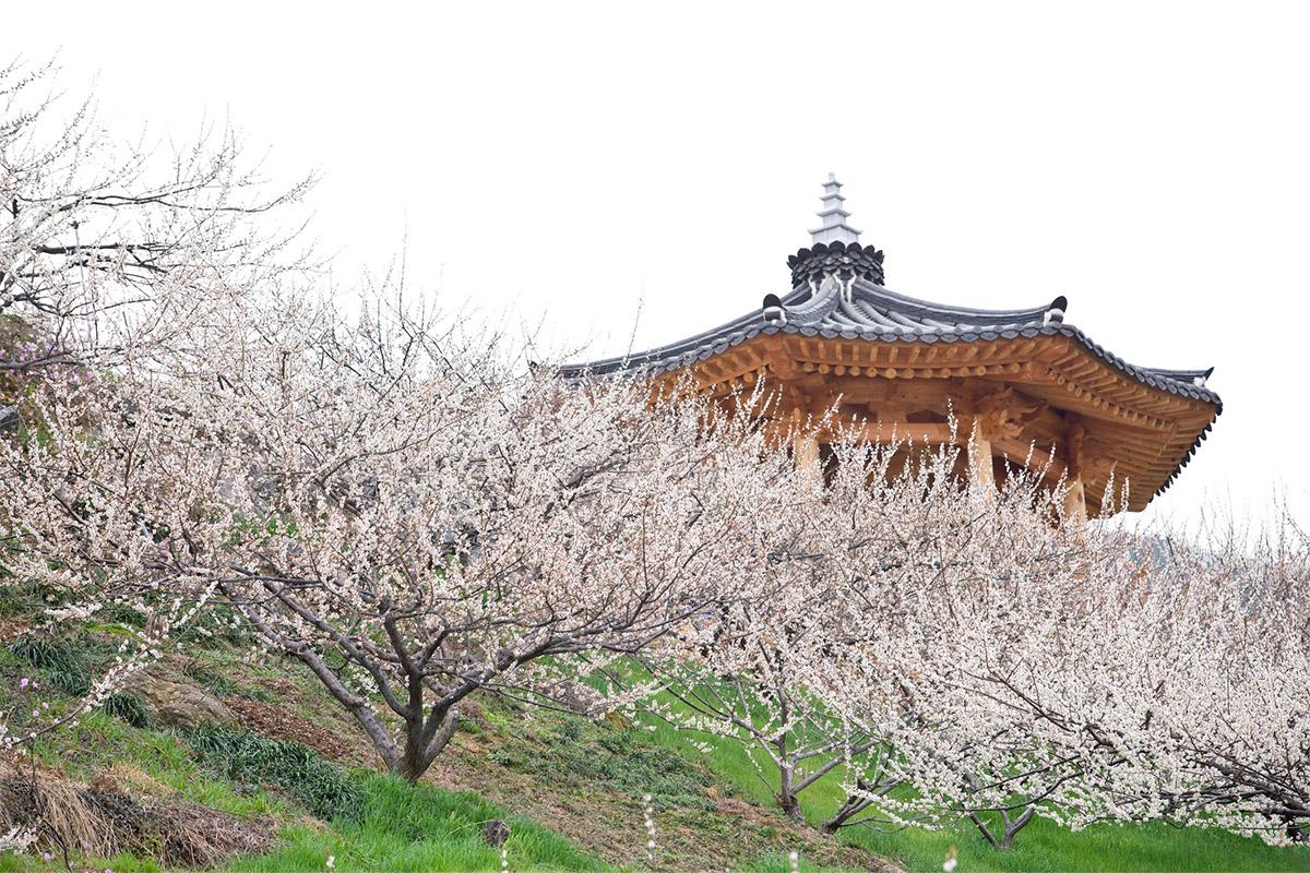 韓國一日遊 韓國一日團 韓國春天 春天旅行團 賞花旅行團 光陽梅花節 韓國梅花 梅花慶典