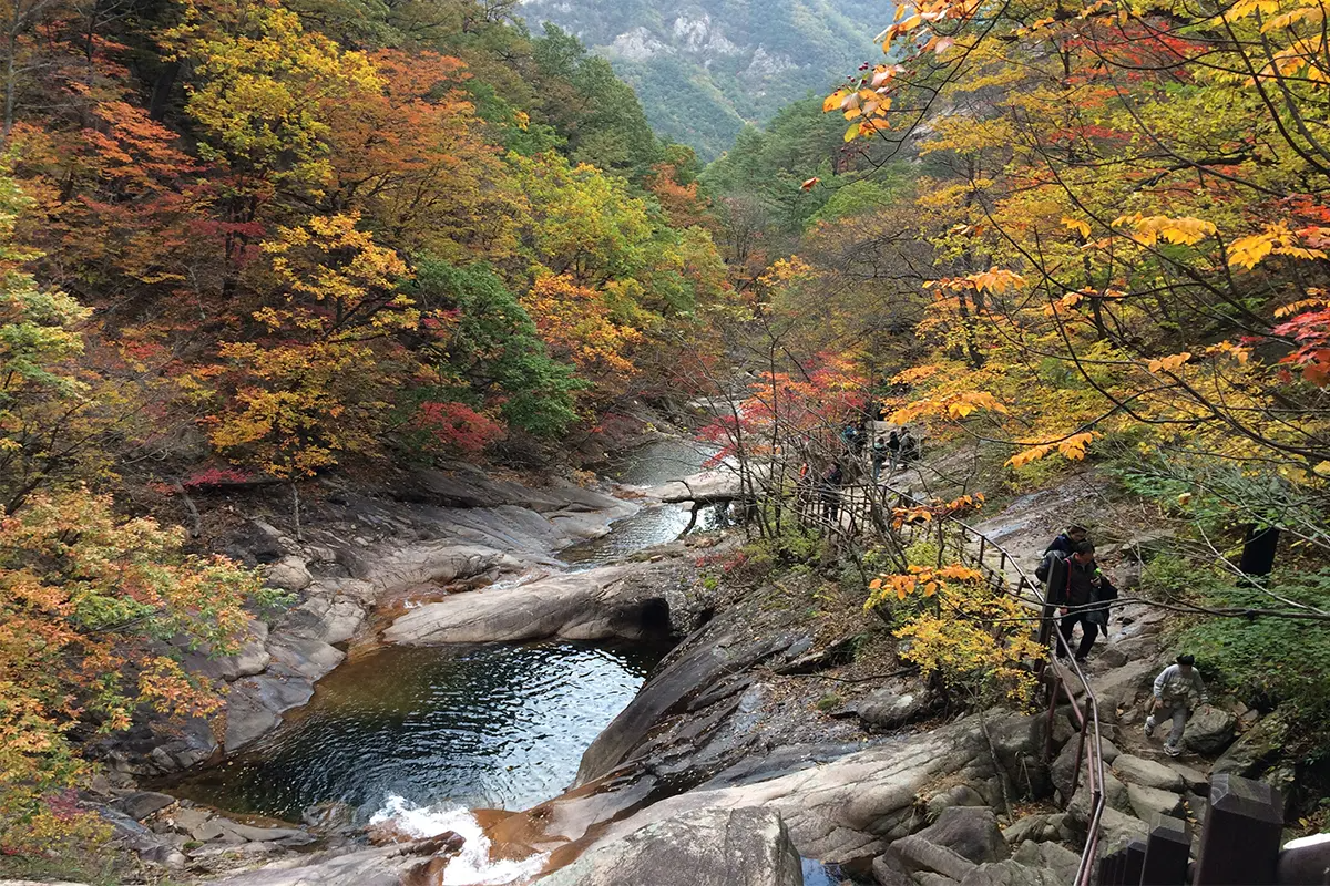 韓國旅行 韓國旅行團 韓國一日團 南怡島 南怡島一日團 南怡島旅行團 雪嶽山國立公園 晨靜樹木園