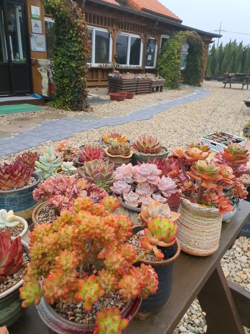 Ongjin (Baengnyeongdo) Noble-12