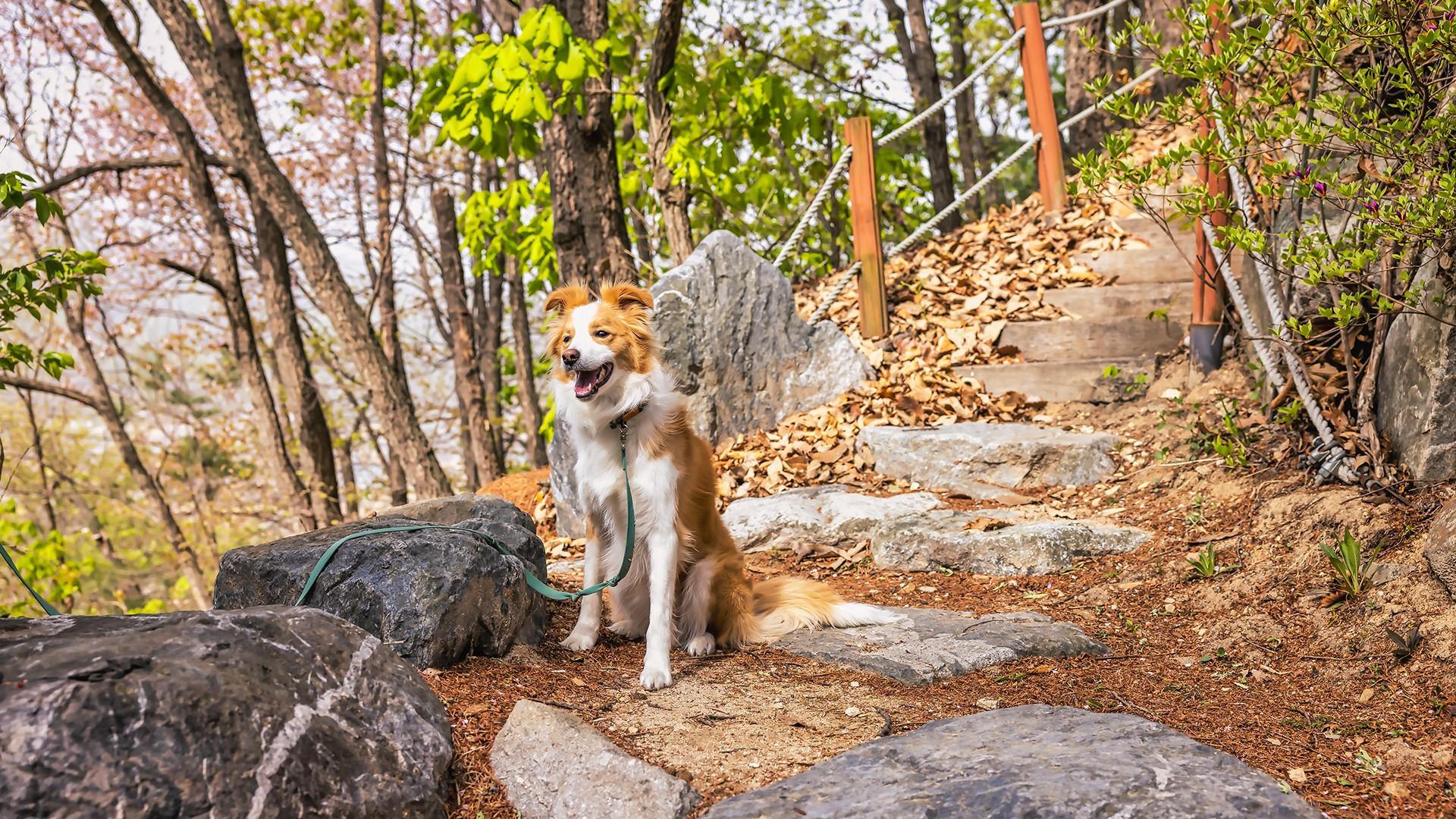 산책로