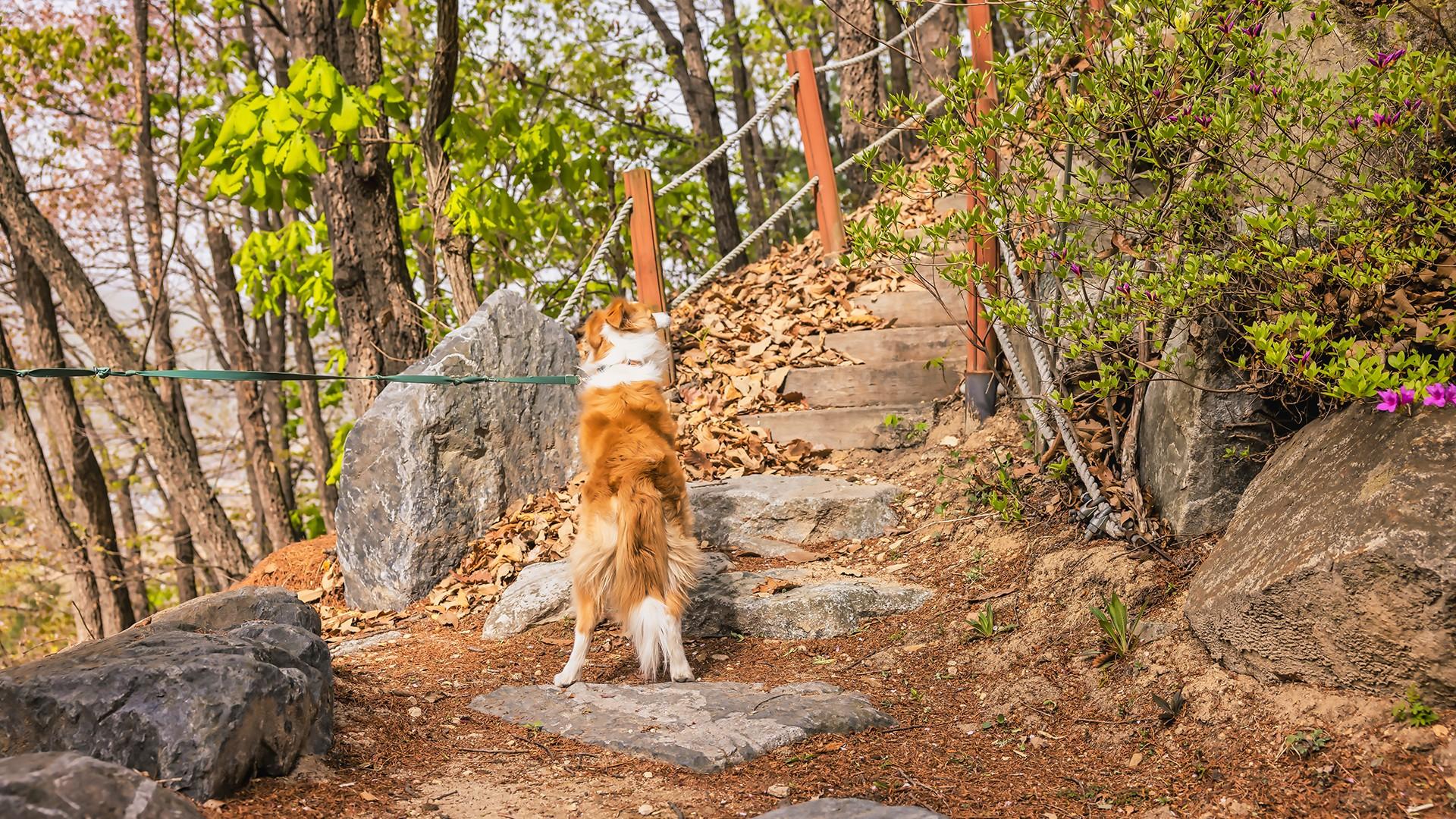 산책로