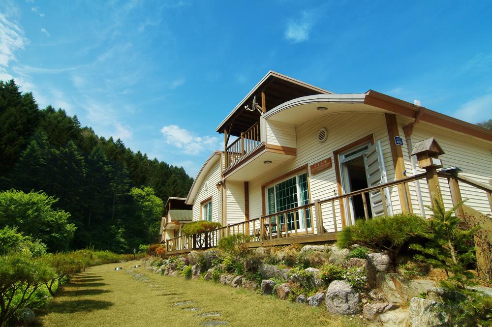 Gapyeong Flower of Sharon