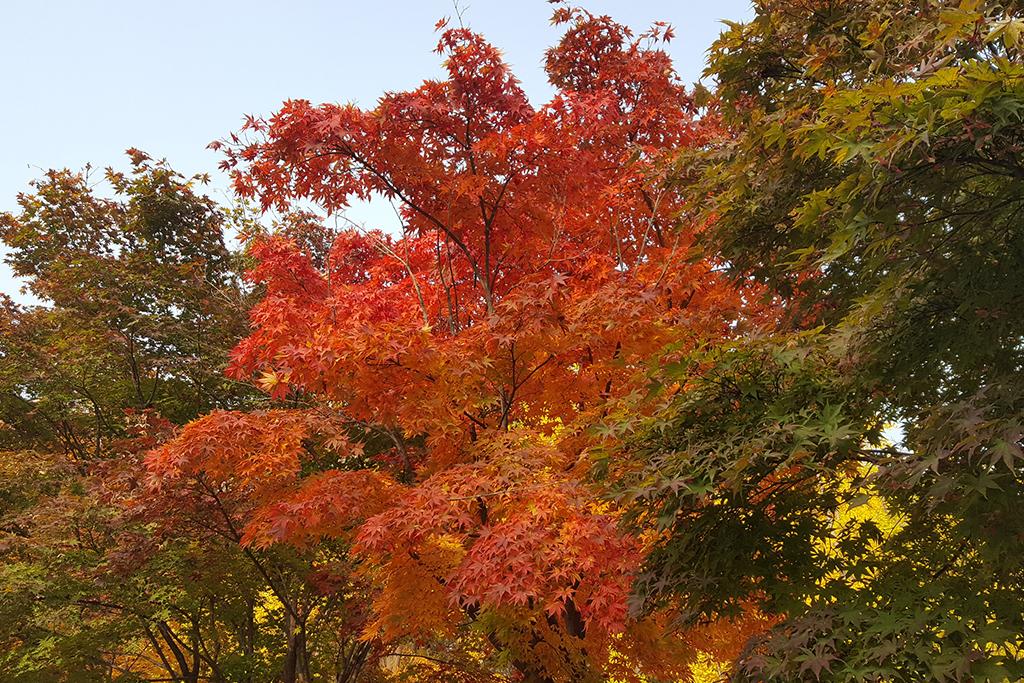 Seoul Forest Stay-91