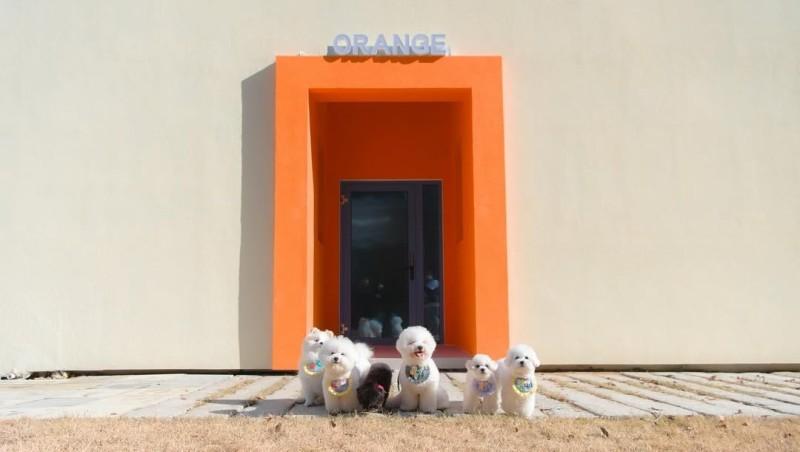 Yangpyeong The Valley Dog Pool Villa