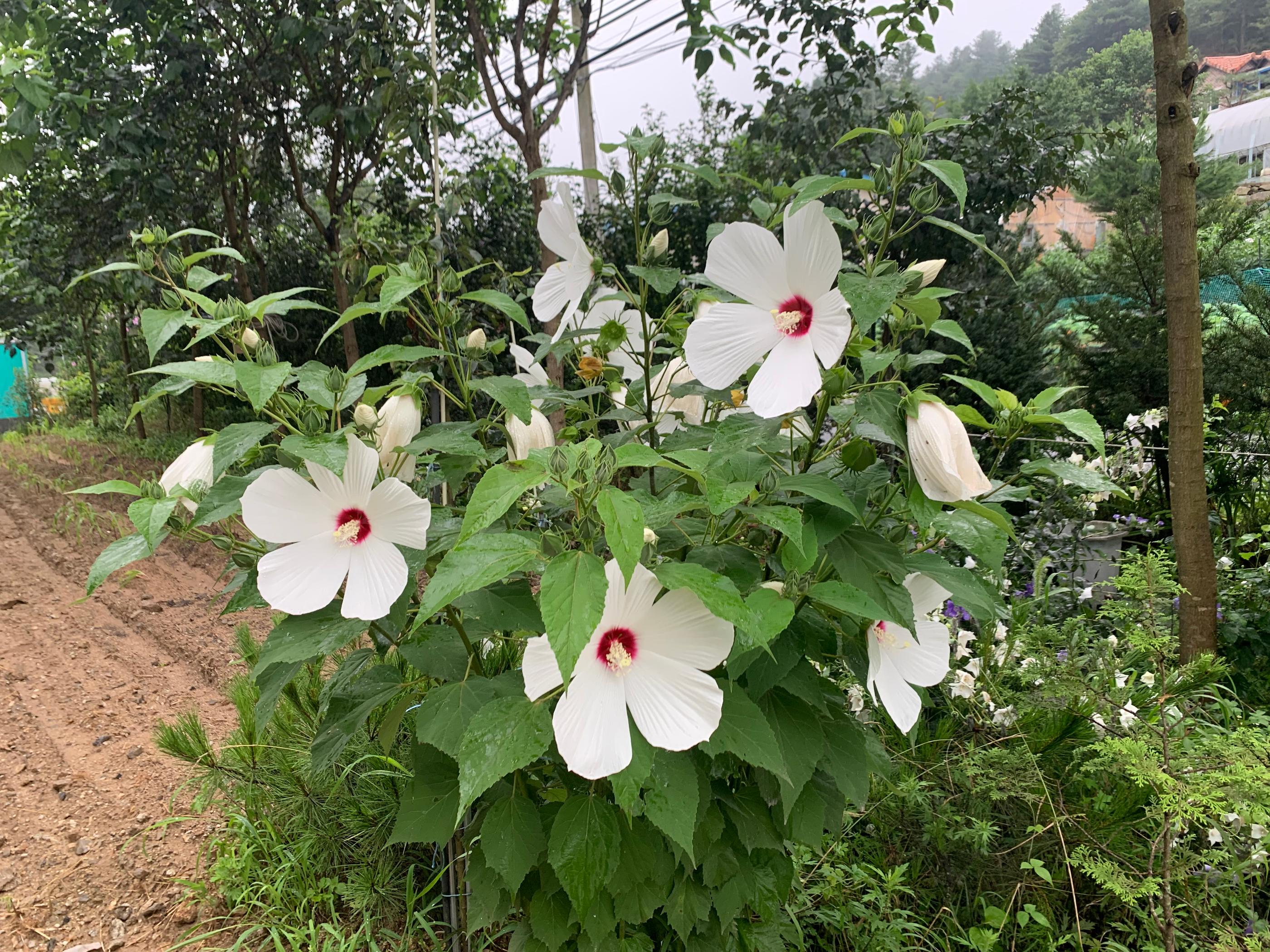 대표 사진