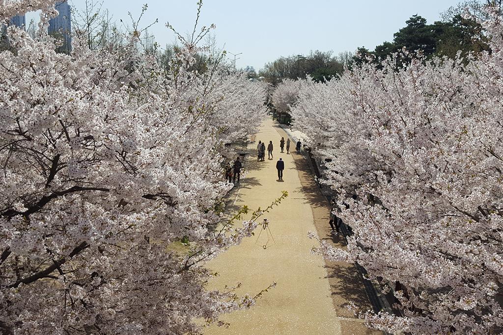 Seoul Forest Stay-85