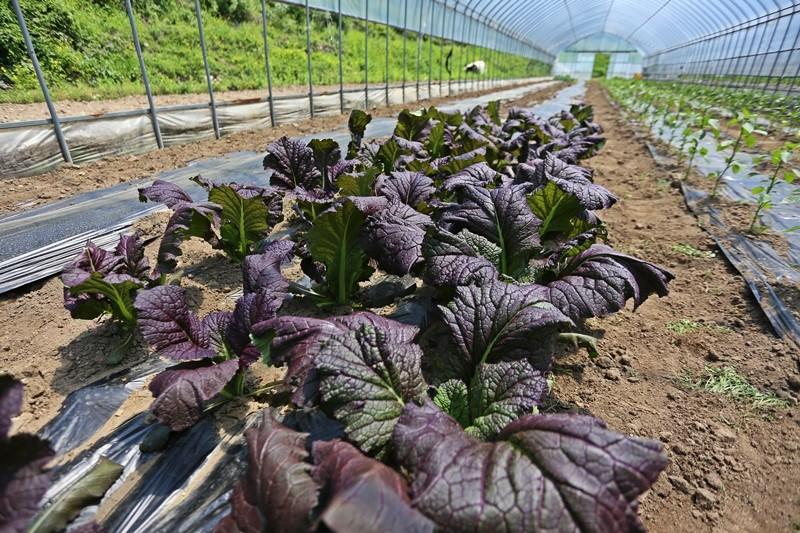 Yangpyeong Haneulbit Pension-15