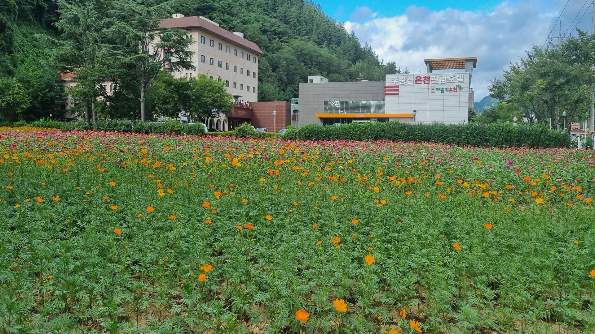 Cheongsong Juwangsan Oncheon Tourist Hotel