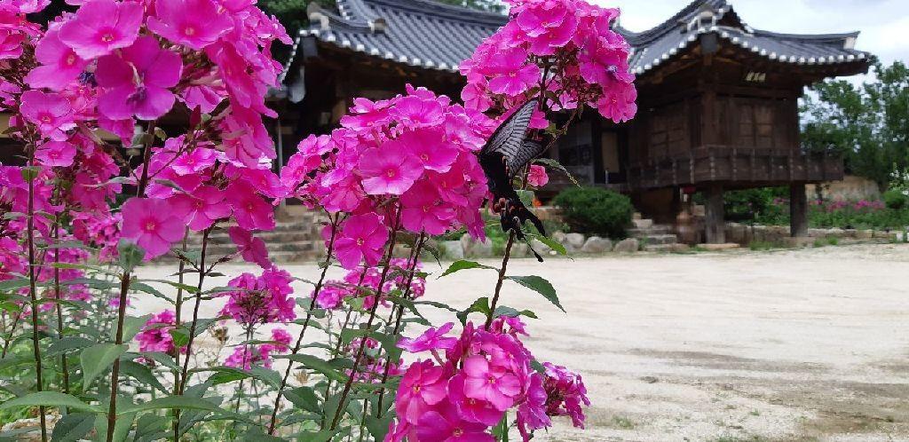 Bonghwa manhoi gotek-4