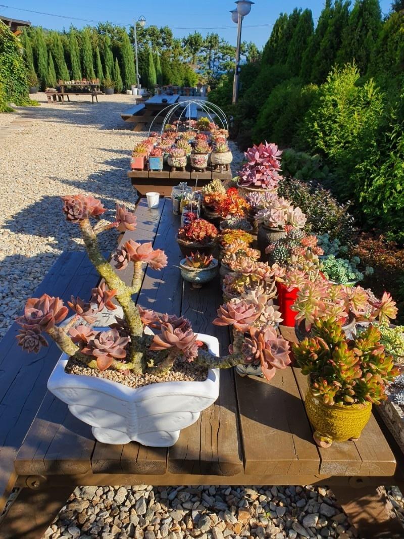 Ongjin (Baengnyeongdo) Noble-11