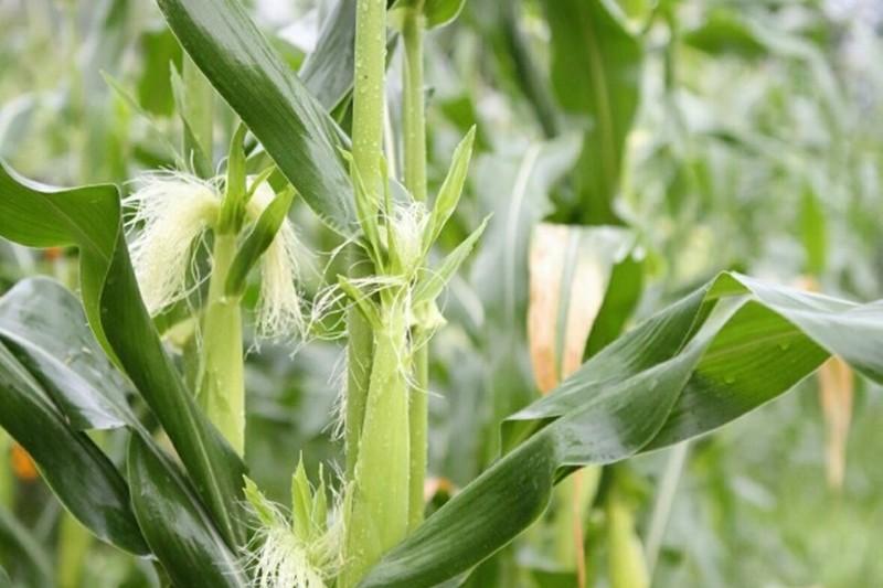 Yangpyeong Ggaruru Pension-15