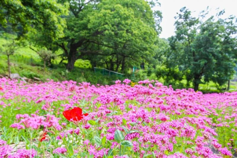 Yangpyeong yangshui renovation tile-13