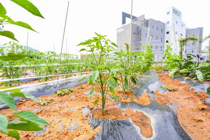 Daebudo (Yeongheungdo) Healing Pension-18