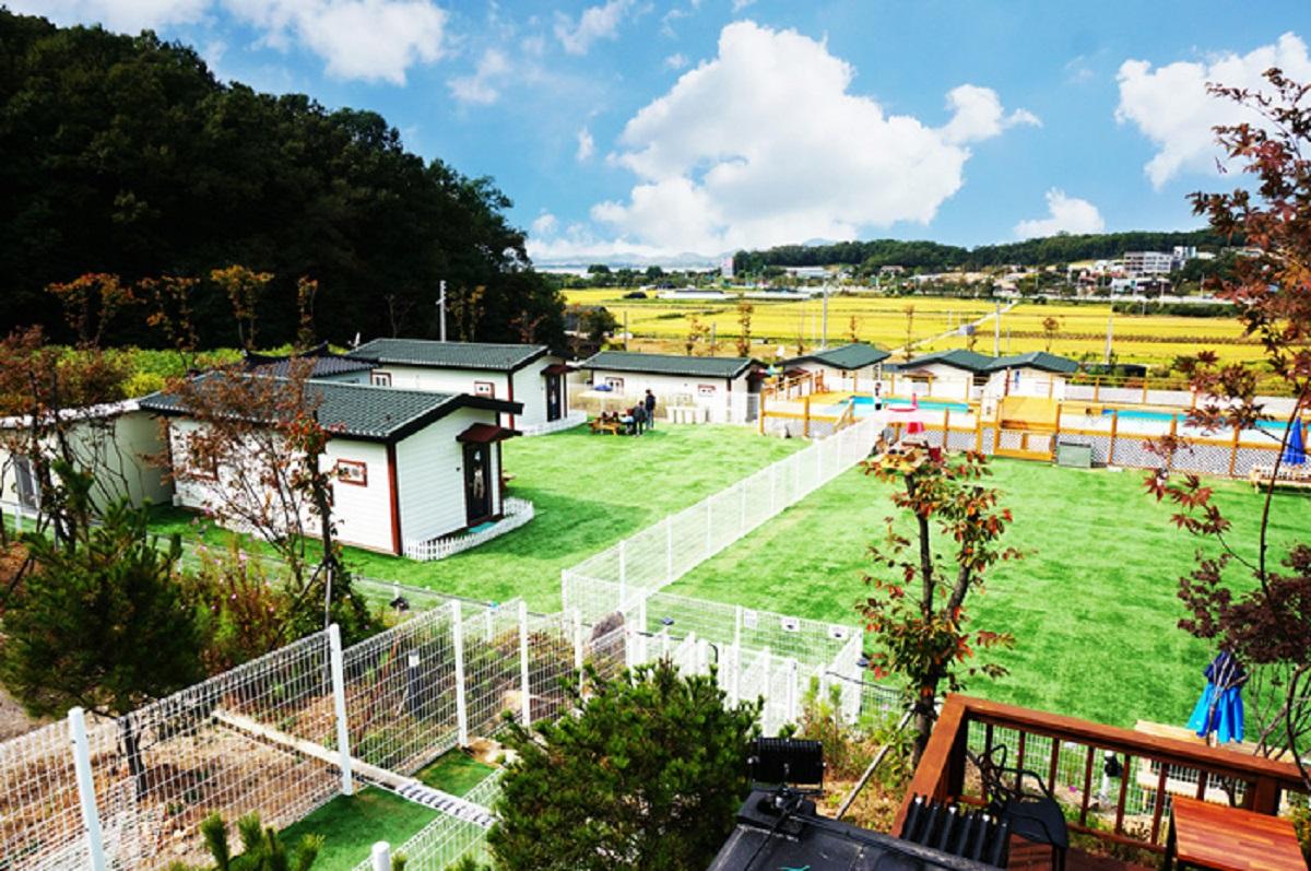 Paju I'm Buddy Dog Pension